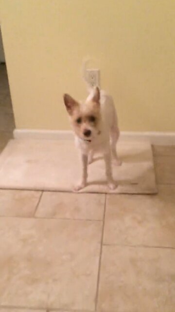 Puppy's Priceless Reaction After Seeing Owner Wear Facial Mask