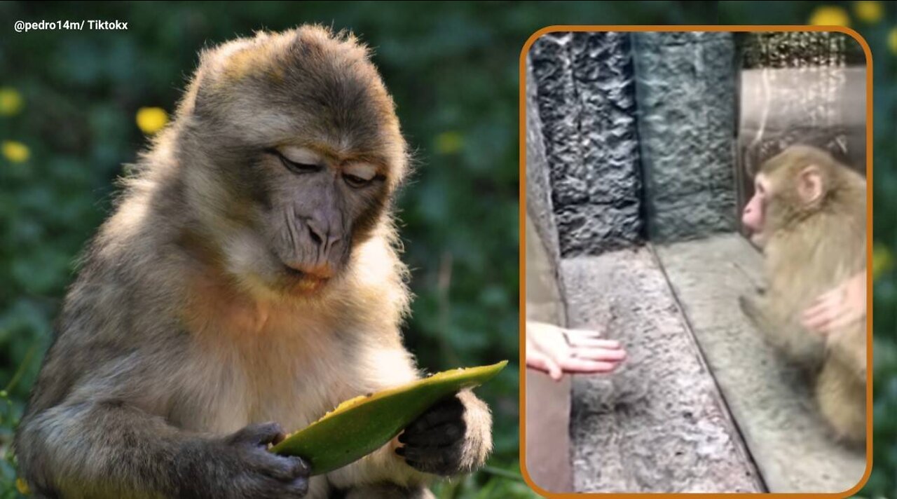 Man’s magic trick baffles monkey in zoo, ‘priceless reaction’