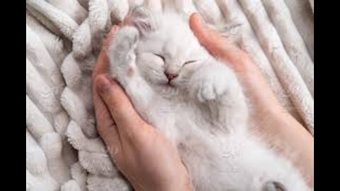 Cute kittens meowing compilation | Funny kitten video | Kitten meowing
