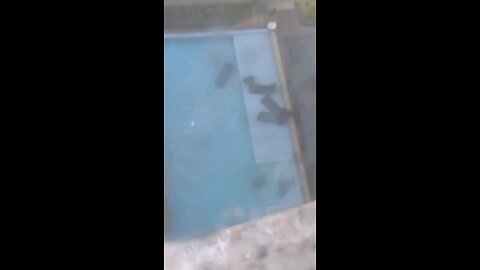 cebu lawn chairs go to the bottom of the pool