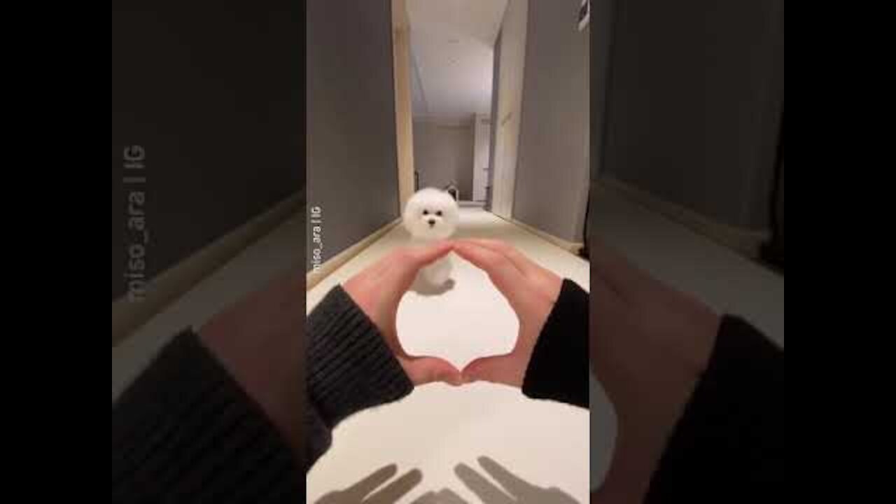 Cute dogs compilation