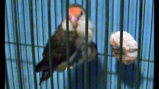 IECV PBV #89 - 👀 Peanut Chewed The Perch Down 4-3-2018