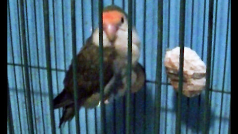 IECV PBV #89 - 👀 Peanut Chewed The Perch Down 4-3-2018