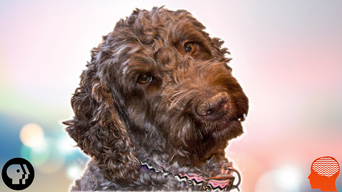 This Is What Dogs Really Miss When Owners Leave The House