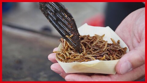 Would You Eat Bugs ?