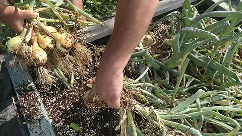 Hydroponic Creamgold Onion Harvest