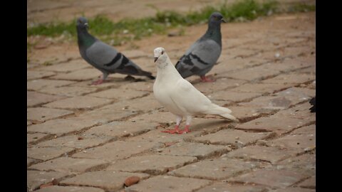 Pigeon Stunning Stunts II Satisfying Videos