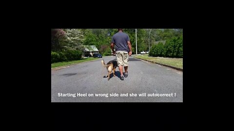 Tips on How German Shepherd dog should be trained