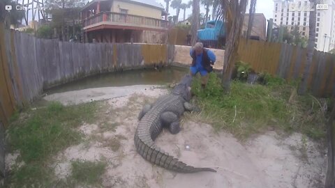 Det skræmmende øjeblik hvor en mand kysser en alligator