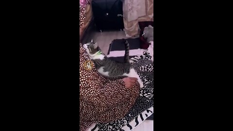 Cats Funny videos