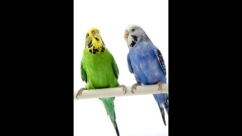 Parrot Talking - Smart And Funny Parrots Video | Pets Town 2022