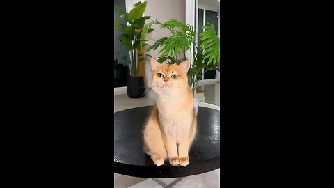 just wanted to take a picture of my cat