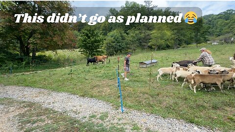 Why Did the Cows Cross the Road?