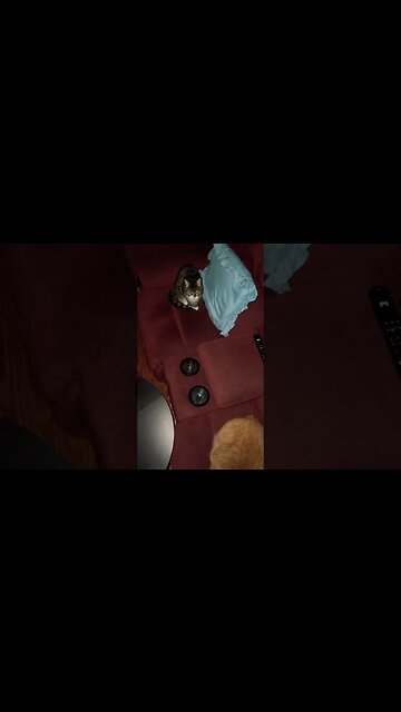 My Cats Never Let me Use the Couch