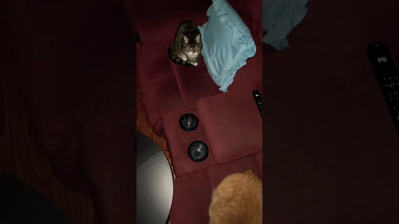 My Cats Never Let me Use the Couch