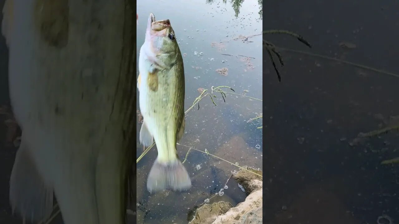 Trout color Senkos? Who knew #fishing