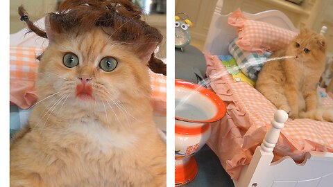 Cats makeover in the House and cat last time sleeping.