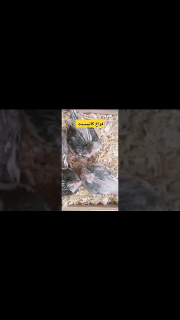 فراخ طائر كاليبسيت