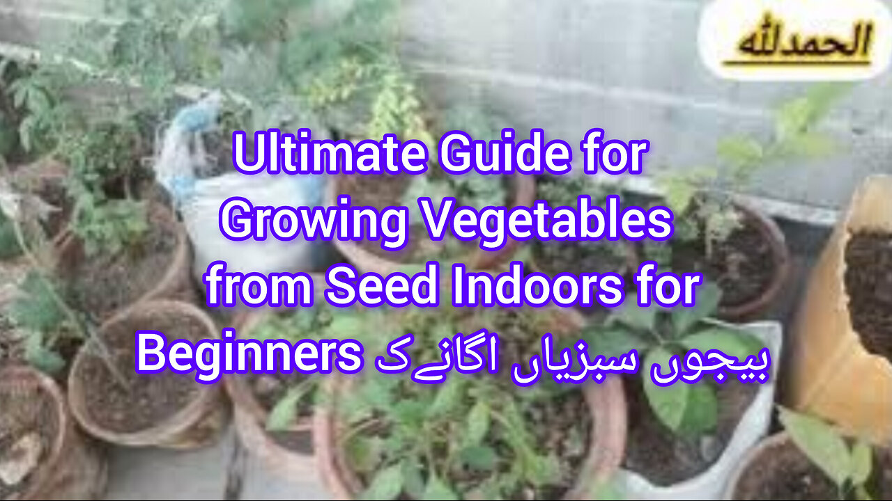 Ultimate Guide for Growing Vegetables from Seed Indoors for Beginners بیجوں سبزیاں اگانےک