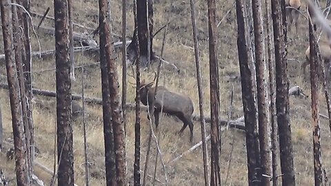 SMOKED HIM! Perfect first shot! Nice bull elk 2022