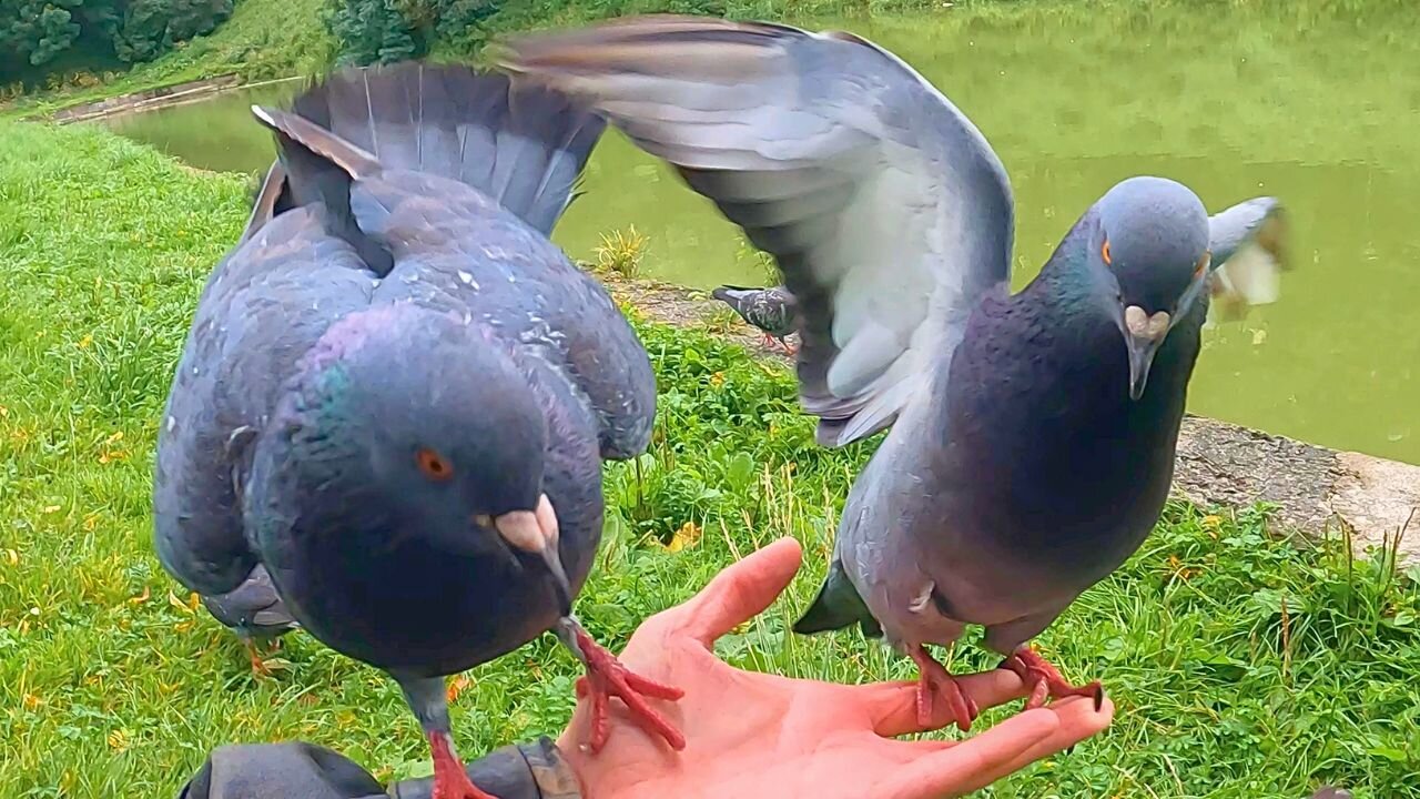 Three Pigeons Fighting on My Hand. Pigeon Fight Club?
