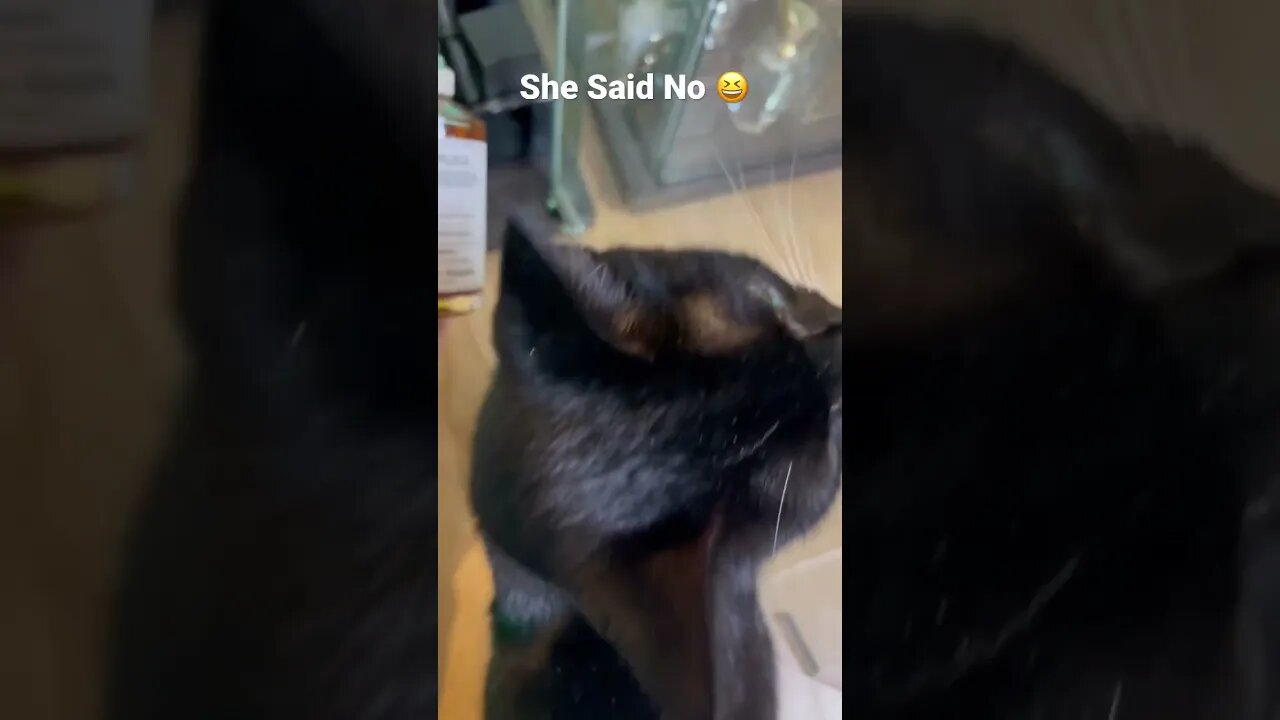 My picky Cat helps me to choose scent of the day 😆