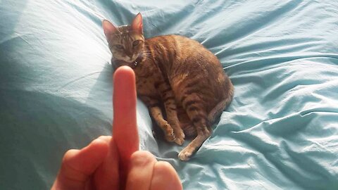 FUNNY CAT COMPILATION 2021////