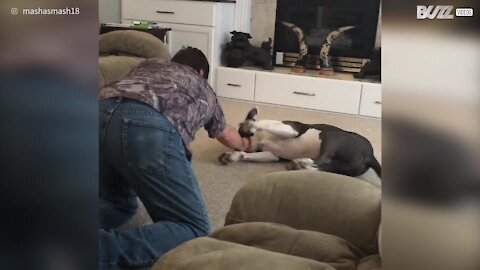 Dog loves to be dragged across the floor by owner
