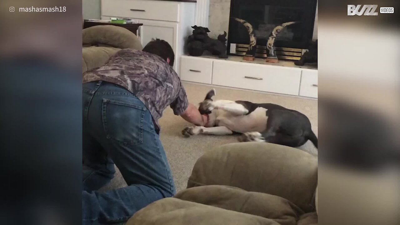 Dog loves to be dragged across the floor by owner