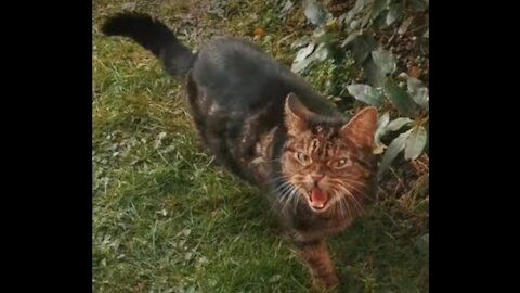 Watch what this straycat does!!!