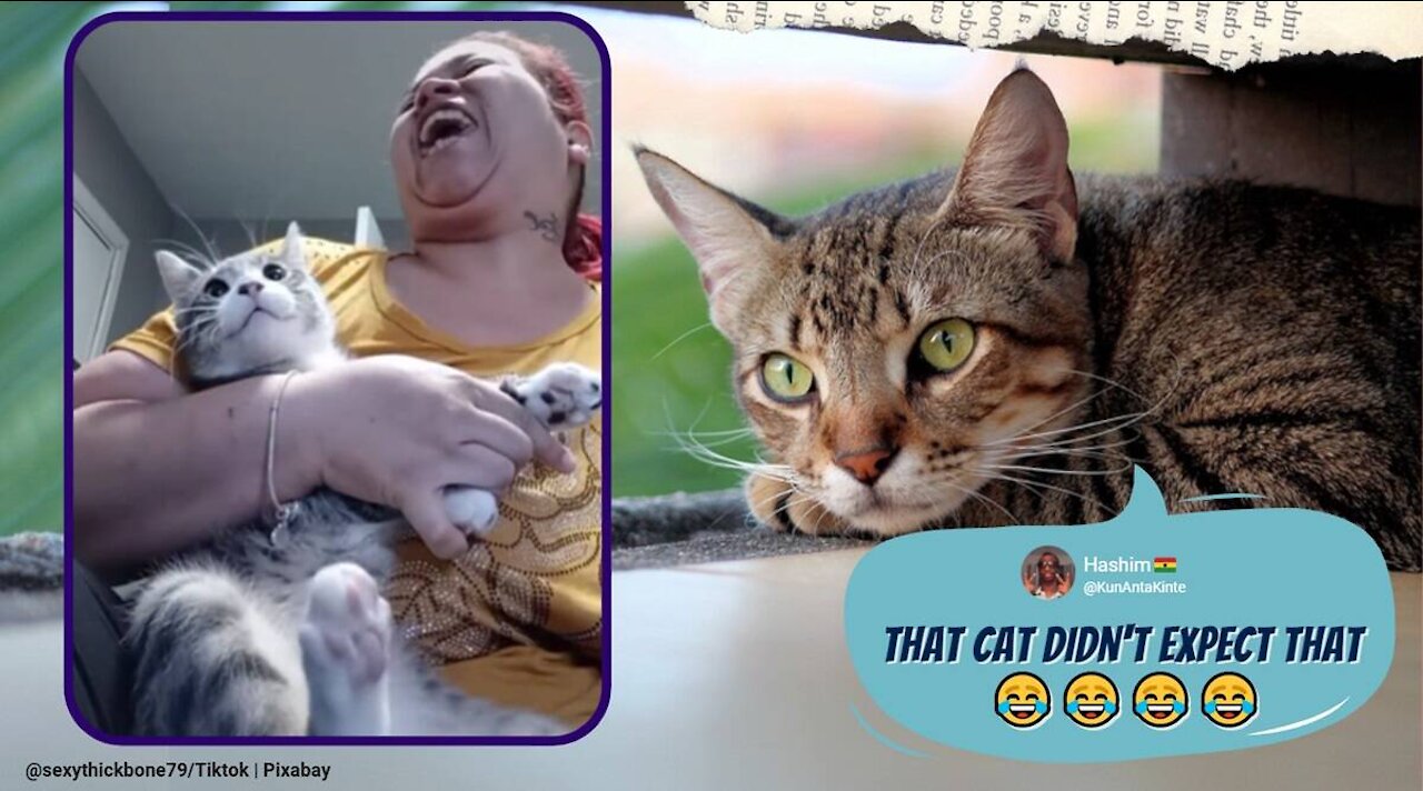 Funny Babies Laughing Hysterically at Cats Compilation (2017)