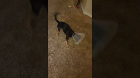 Snickers in his cone play with his ball