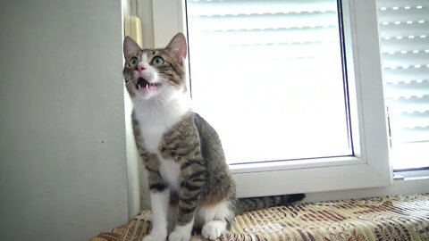 Musical Cat Shakes His Head
