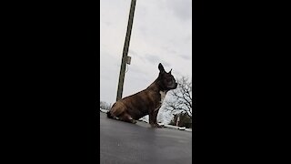 Tired dog