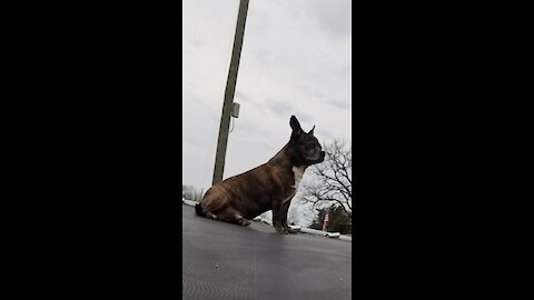 Tired dog