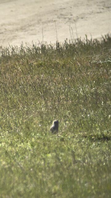 Ground Squirrel Carnage