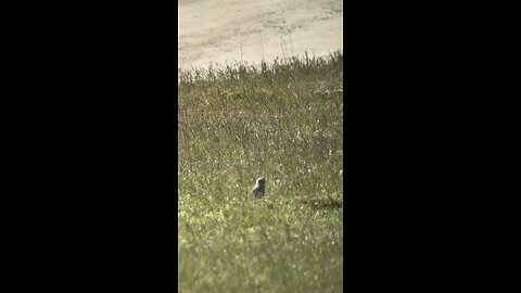 Ground Squirrel Carnage