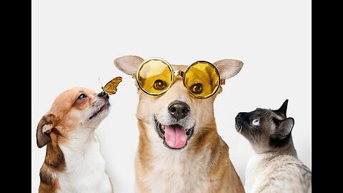 Funny Animal videos Part-8