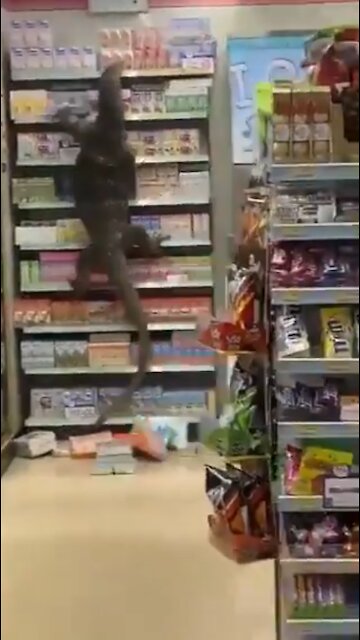 Oreos! I Must Have Oreos! Giant Lizard Raids Shelves at Thailand Store