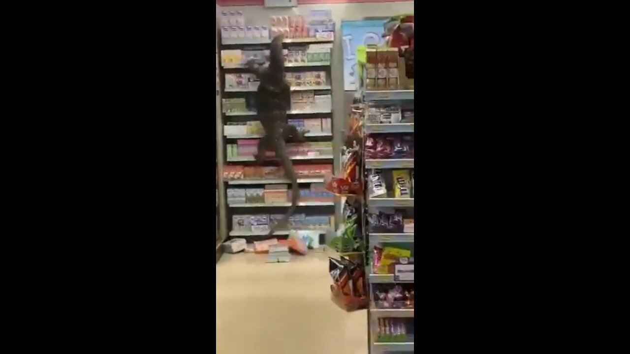 Oreos! I Must Have Oreos! Giant Lizard Raids Shelves at Thailand Store
