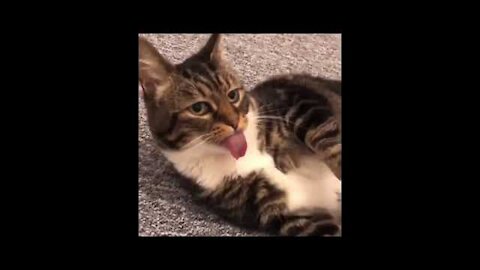 Cute CATS and DOGS _ FUNNY ANIMAL VIDEO Compilation _ ADORABLE PETS 2022 _ Comic Animals