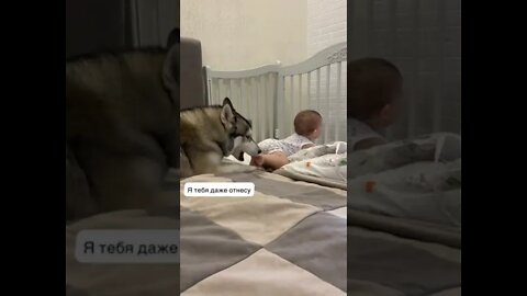 #shorts Прикольные собаки из Тик Тока 11