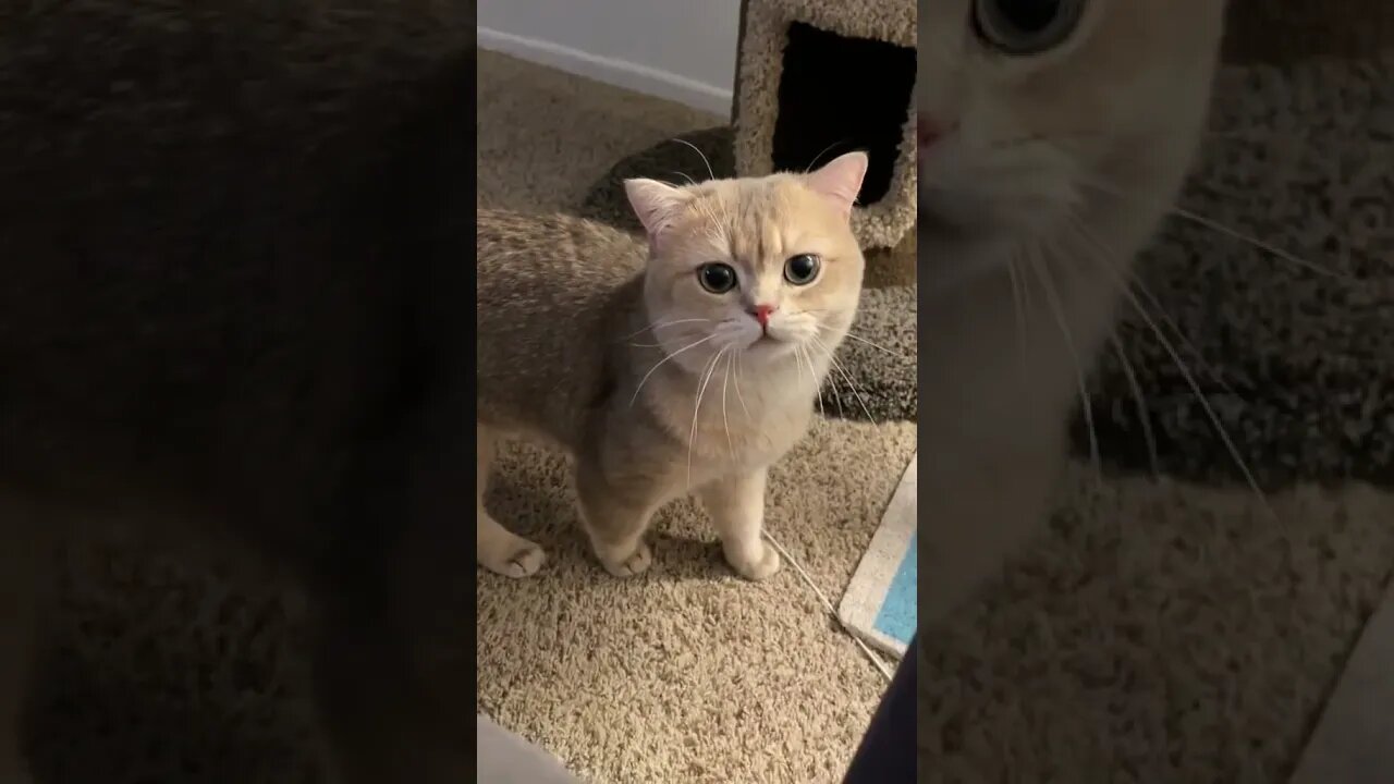 CAT VIDEO