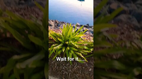 sunset😍! #shorts #short #subscribe #youtube #sub #youtuber #sunset #beautiful #beautiful #beauty #4k