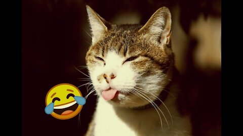 FUNNIEST CATS and DOGS VIDEO CLIPS #11