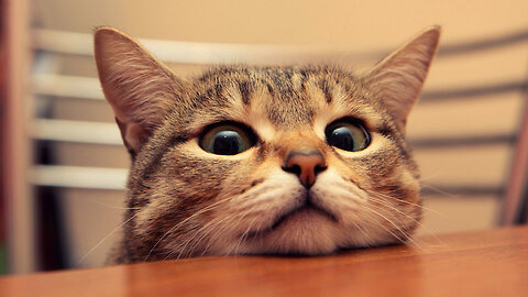 Cute Animals