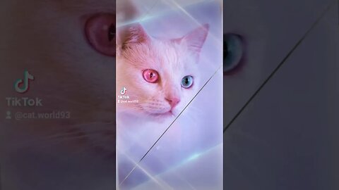 videos: ￼ / @supercatworld #babycat #funnycats #cat #World #cutecat