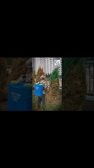 How do the Chinese keep the trees evergreen 🌲🇨🇳? #shorts #chinaevergreen