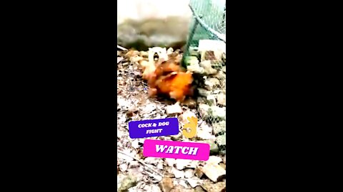 COCK & DOG FIGHT