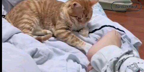 cute kitten 😻🙀 trending video